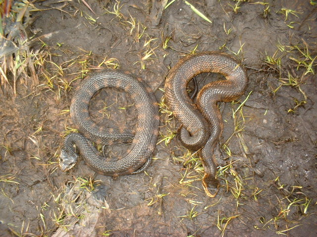 water snake and cottonmouth6.JPG [192 Kb]